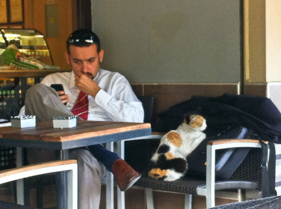 Starbucks man hanging out with a local cat